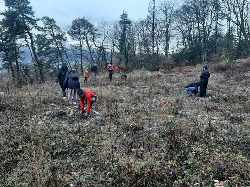 Plantation de chênes à La Chaffardière